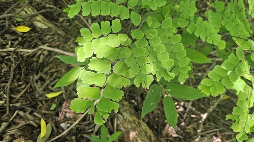 Adiantum amplum (Adiantum amplum)