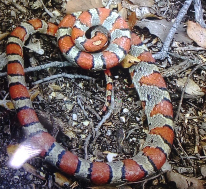 Serpent roi mexicain (Lampropeltis mexicana)