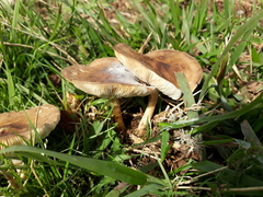 Melanoleuca polioleuca