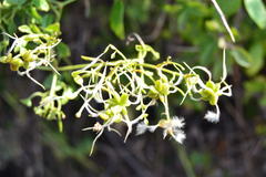 Clematis flammula