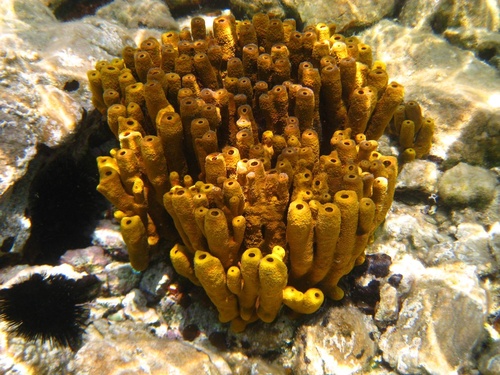 Gold Sponge, photo 6 of 8