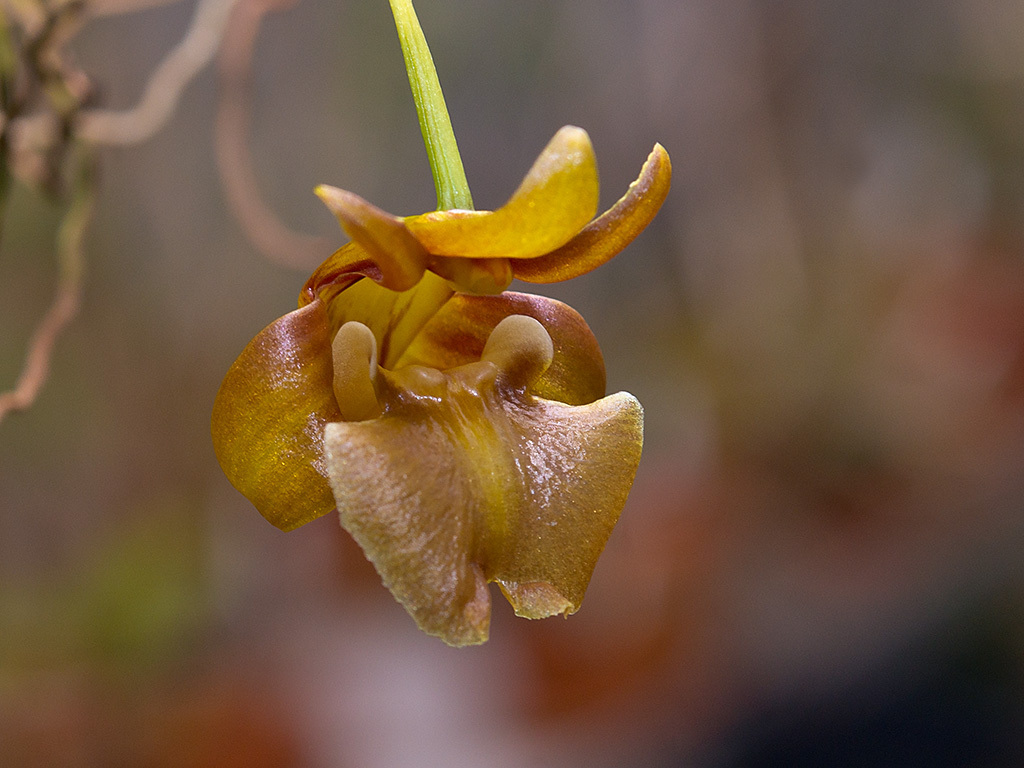 Dendrobium brunneum Schuit. & Peter B.Adams