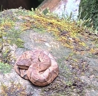 Bothrocophias tulitoi