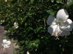 Hibiscus rosa-sinensis