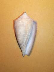 Conus sulcatus