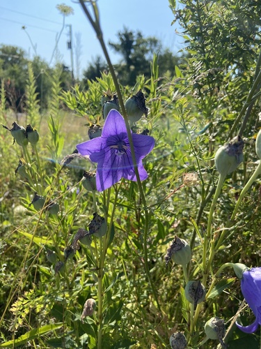 Platycodon grandiflorus