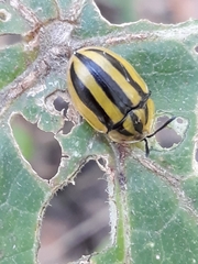 Physonota disjuncta