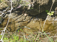 Thamnophis atratus