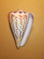 Conus suratensis