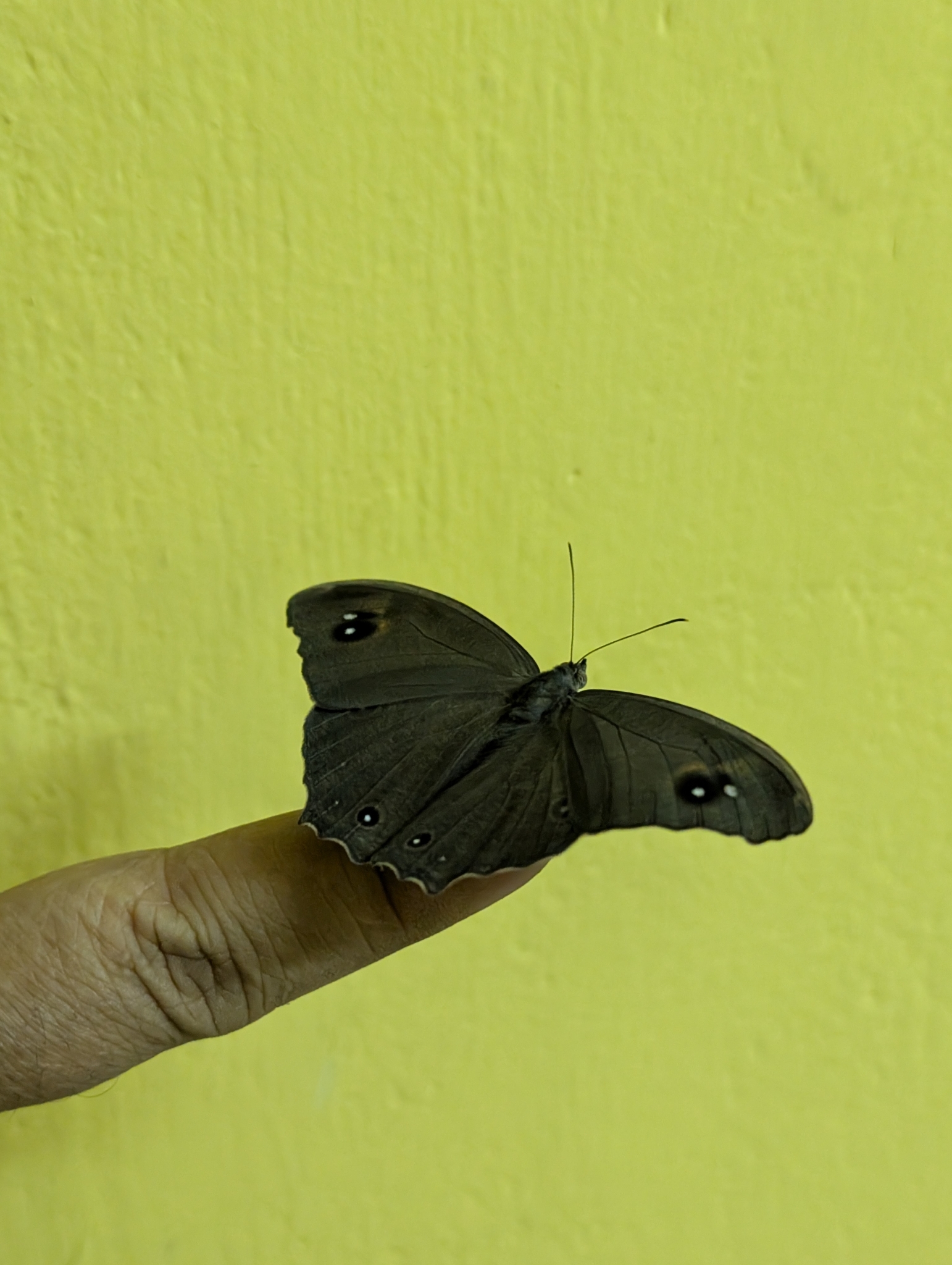 Common Evening Brown