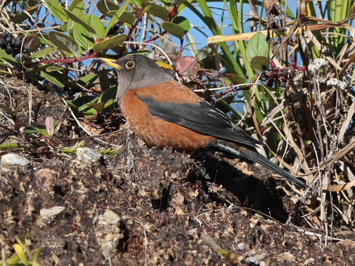 Chestnut Thrush (Turdus rubrocanus), photo 6
