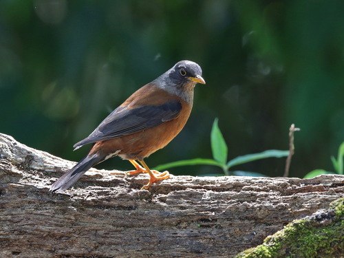 Chestnut Thrush (Turdus rubrocanus), photo 8