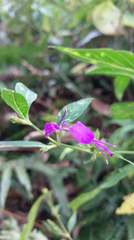 Hypoestes purpurea