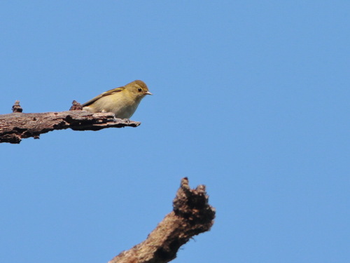 Mésange tête-de-feu (Cephalopyrus flammiceps)