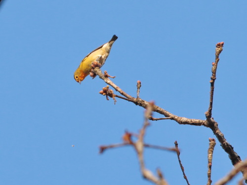Fire-capped Tit (Cephalopyrus flammiceps), photo 4