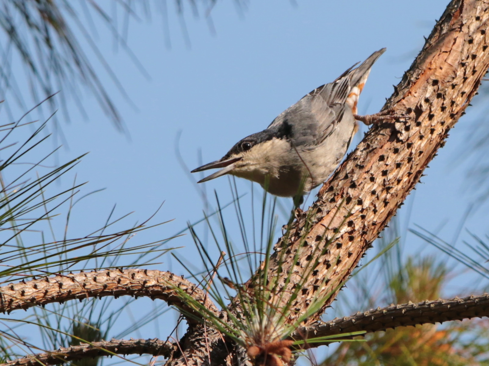 Giant Nuthatch