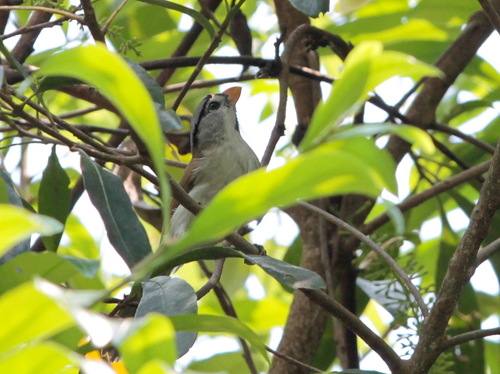 Grey-headed Parrotbill (Paradoxornis gularis), photo 4