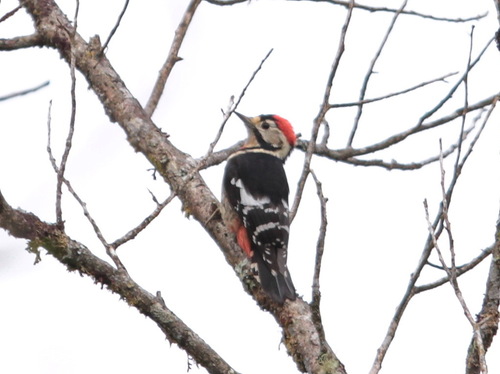 Necklaced Woodpecker (Dryobates pernyii), photo 2