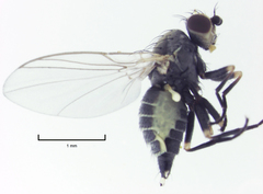 Phytomyza syngenesiae