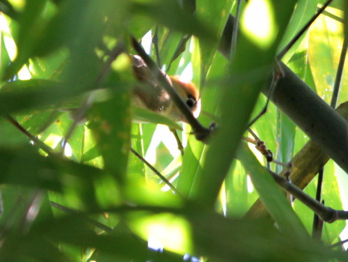 Pale-billed Parrotbill (Suthora atrosuperciliaris), photo 9