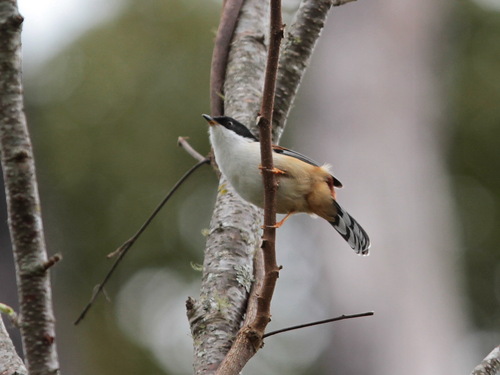 Rufous-backed Sibia (Leioptila annectens), photo 4