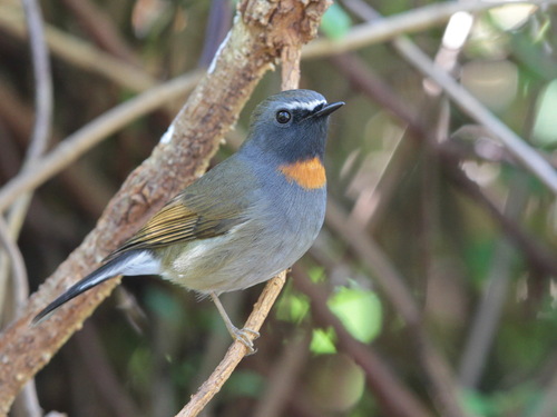 Rufous-gorgeted Flycatcher (Ficedula strophiata), photo 6