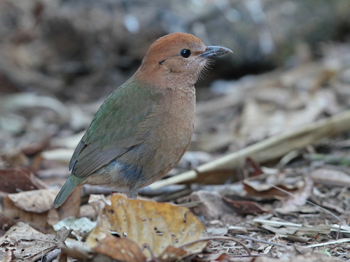 Rusty-naped Pitta (Hydrornis oatesi), photo 5