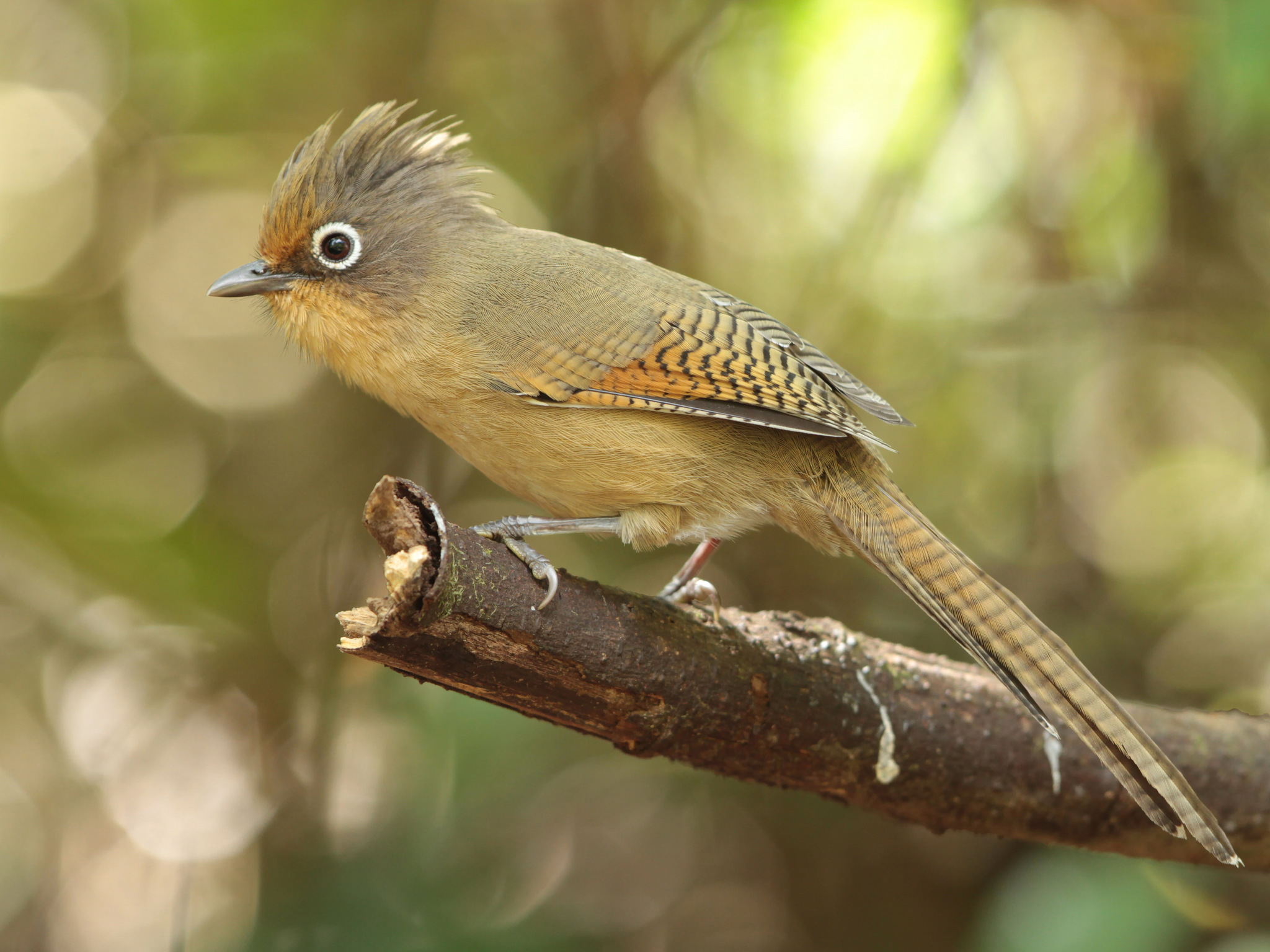Spectacled Barwing illustration