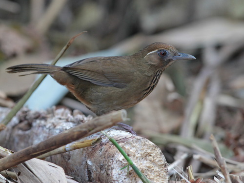 Spot-breasted Laughingthrush (Garrulax merulinus), photo 5