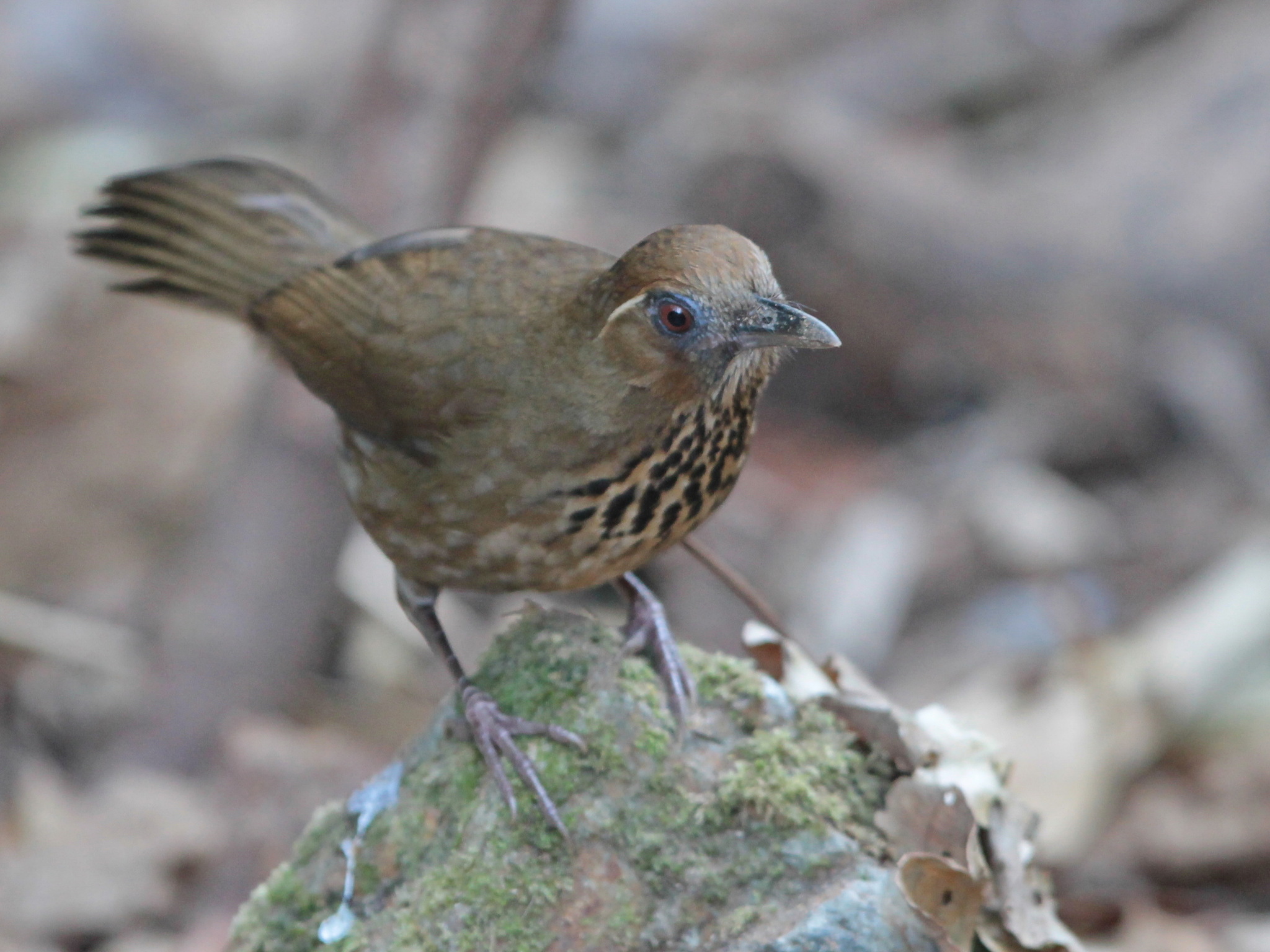 Spot-breasted Laughingthrush