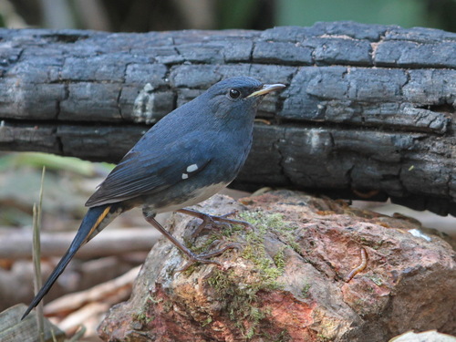 White-bellied Redstart (Luscinia phaenicuroides), photo 8