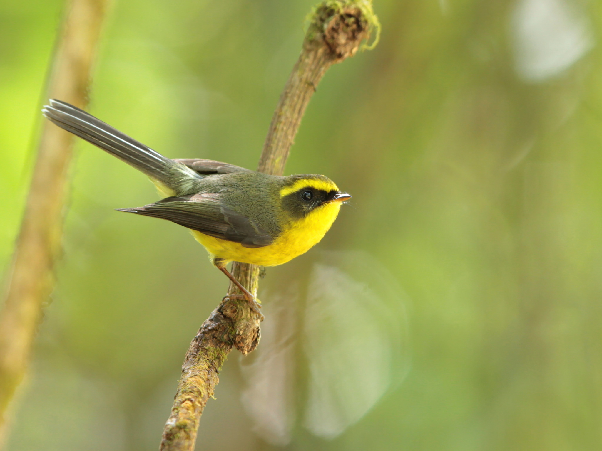 Yellow-bellied Fantail