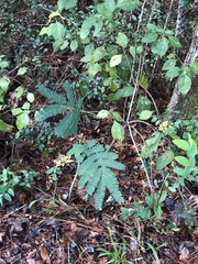 Albizia julibrissin julibrissin