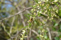 Asparagus acutifolius