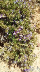 Wahlenbergia subulata