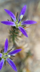 Wahlenbergia subulata