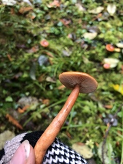Lactarius luculentus