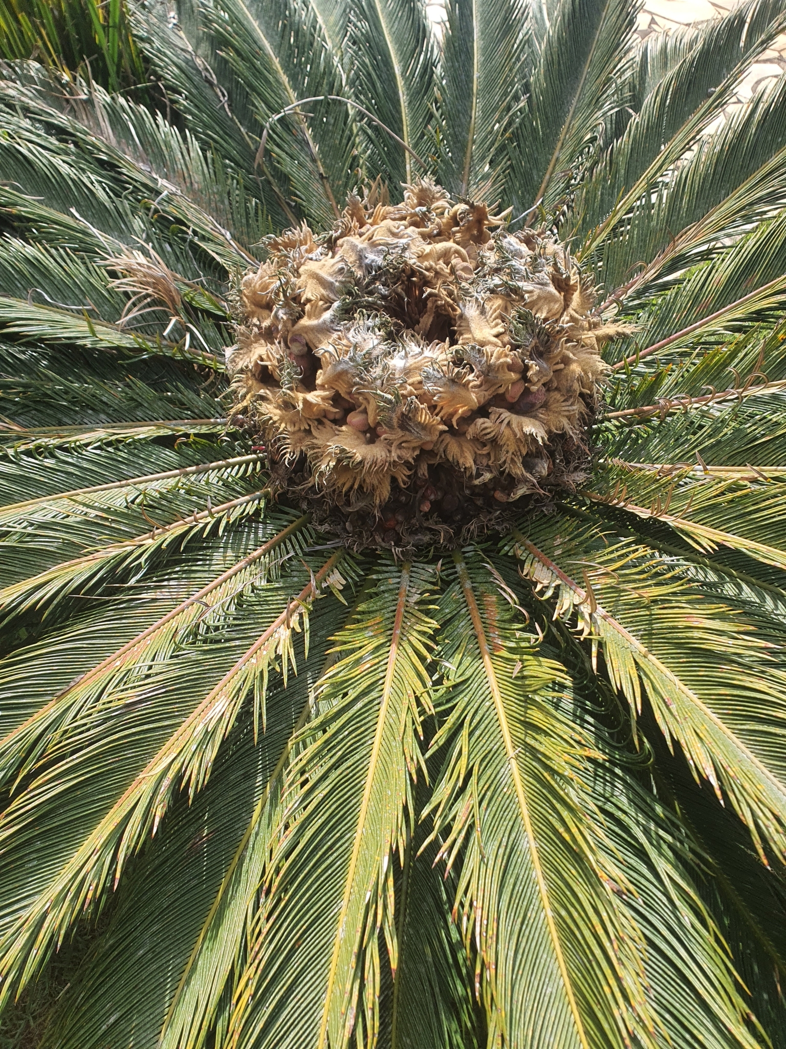 Cycas revoluta