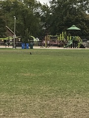 Corvus brachyrhynchos