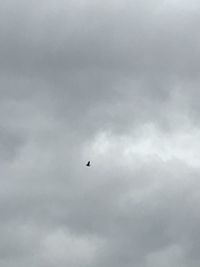 Corvus brachyrhynchos