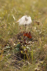 Clematis integrifolia