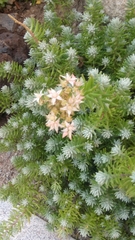 Sedum griseum