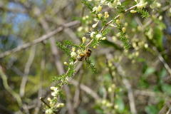 Asparagus acutifolius