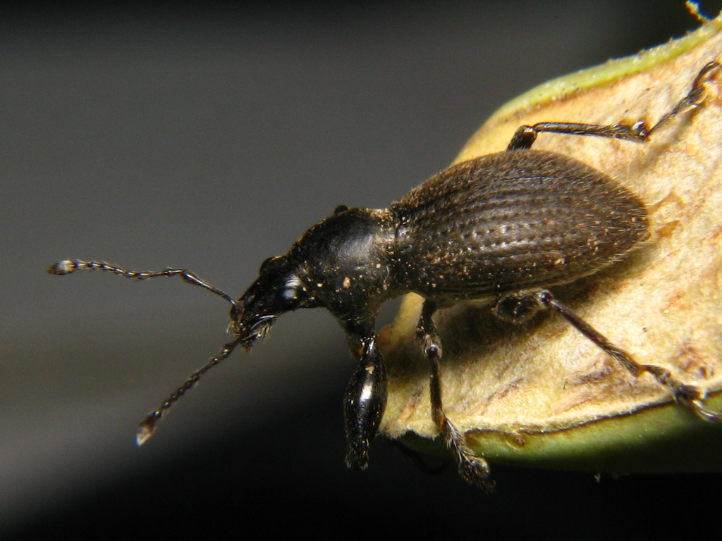 Galapaganus collaris