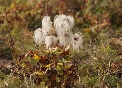 Clematis integrifolia