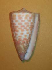Conus tessulatus