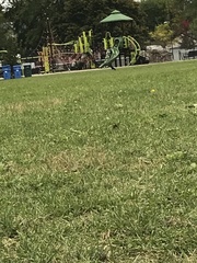 Corvus brachyrhynchos