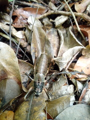 Nesoecia insignis