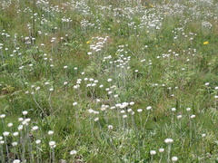 Helichrysum ecklonis
