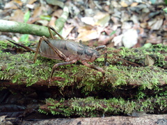 Nesoecia insignis